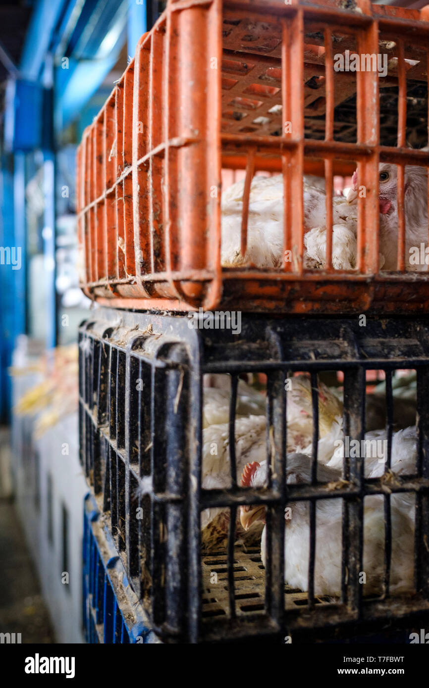 Poules pondeuses en cage vu dans Barranca, Pérou Banque D'Images