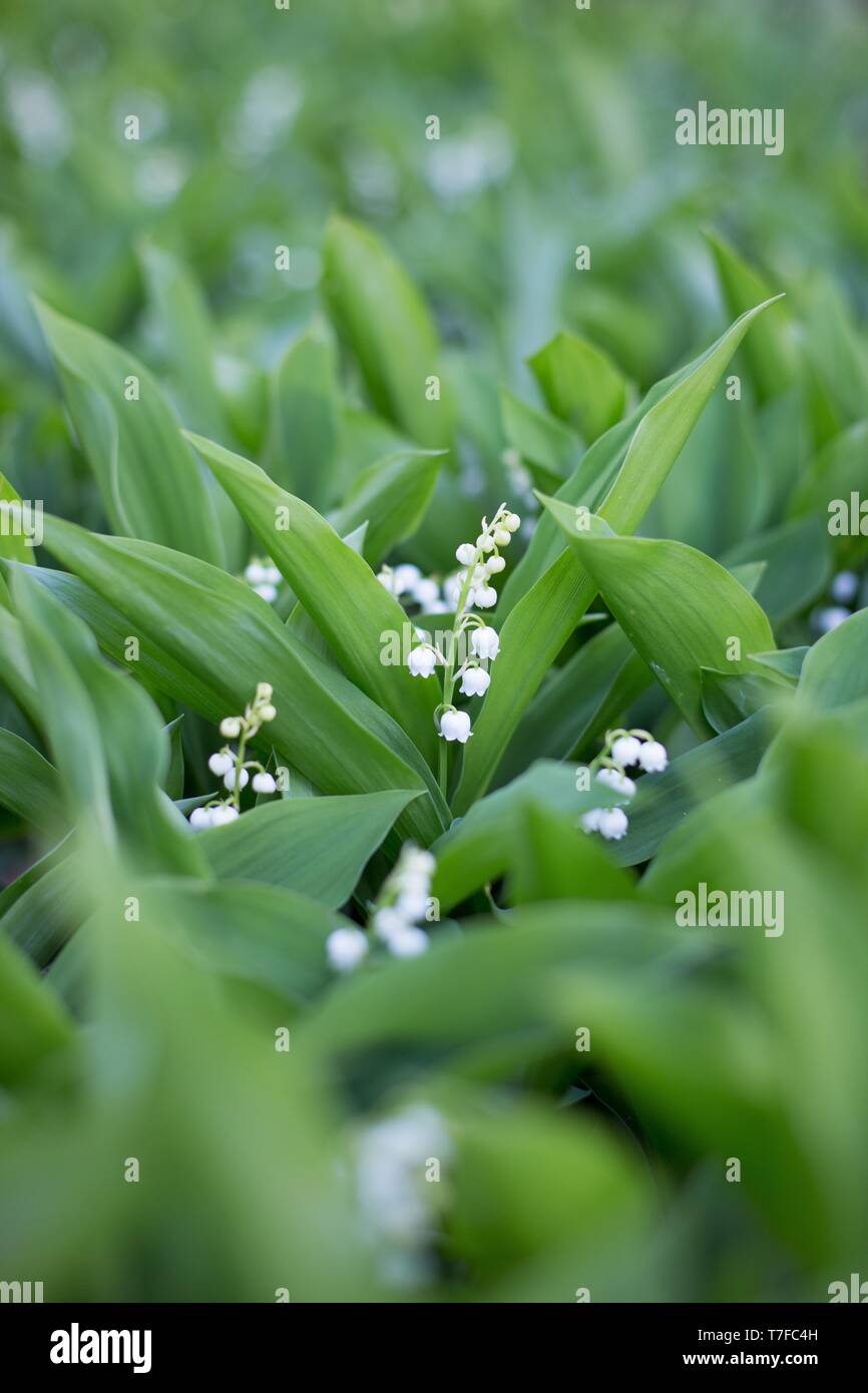 Le muguet - Convallaria majalis - usine à Hendricks park à Eugene, Oregon, USA. Banque D'Images