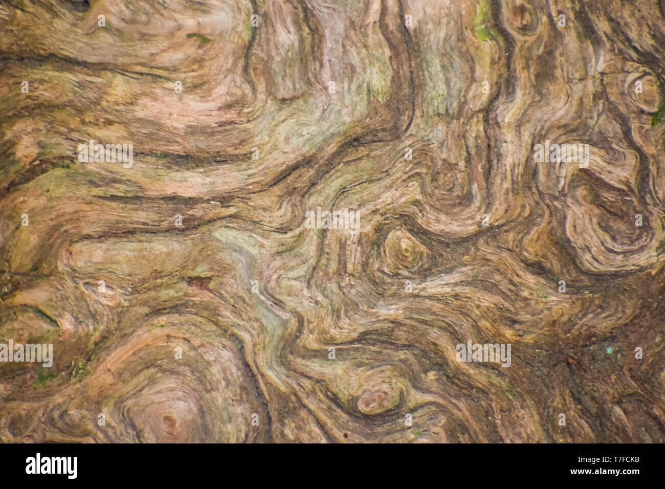 Close-up de la tendance naturelle de rainures en tourbillonnant l'écorce d'un vieil arbre. Banque D'Images