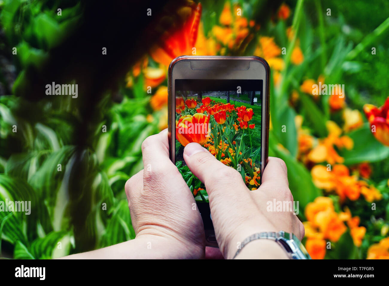 Photographie Photos de fleurs capture smartphone sur le téléphone Banque D'Images