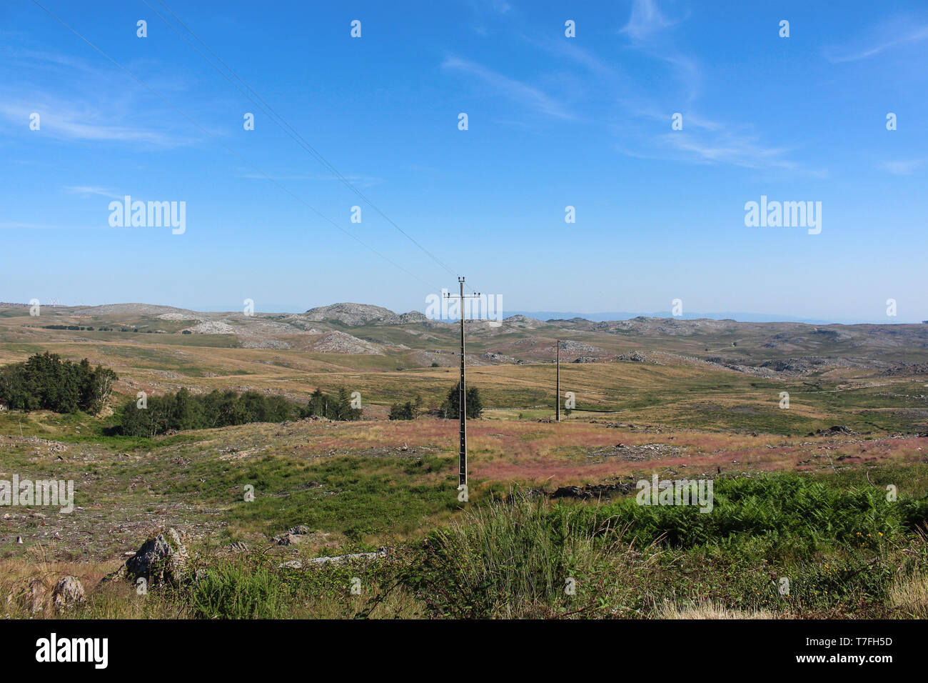 Rares poteaux vu dans le paysage désertique de la Serra da Freita en Arouca. À Aveiro, Portugal. Banque D'Images