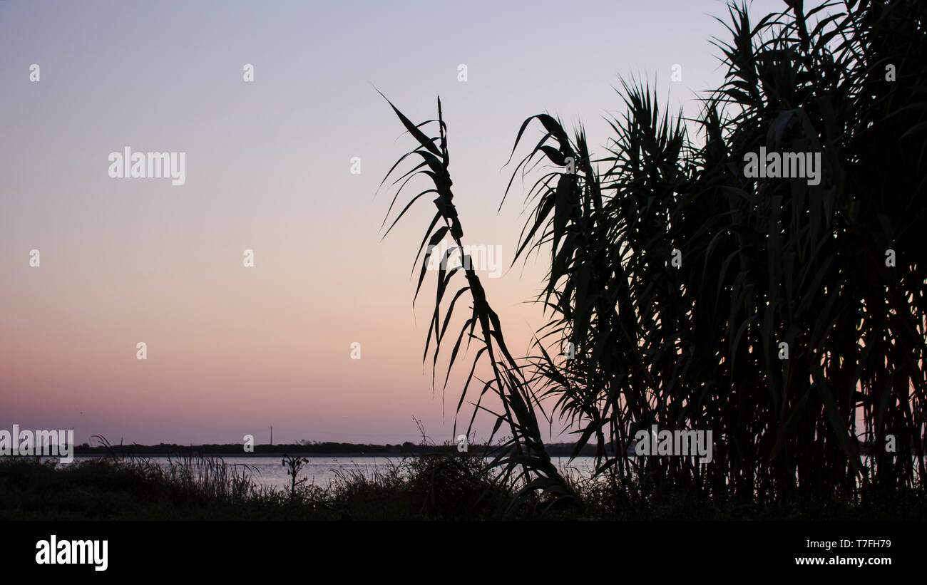 Silhouette de roseaux communs à côté de la rive, contre un ciel de coucher du soleil. Avec l'exemplaire de l'espace. Banque D'Images