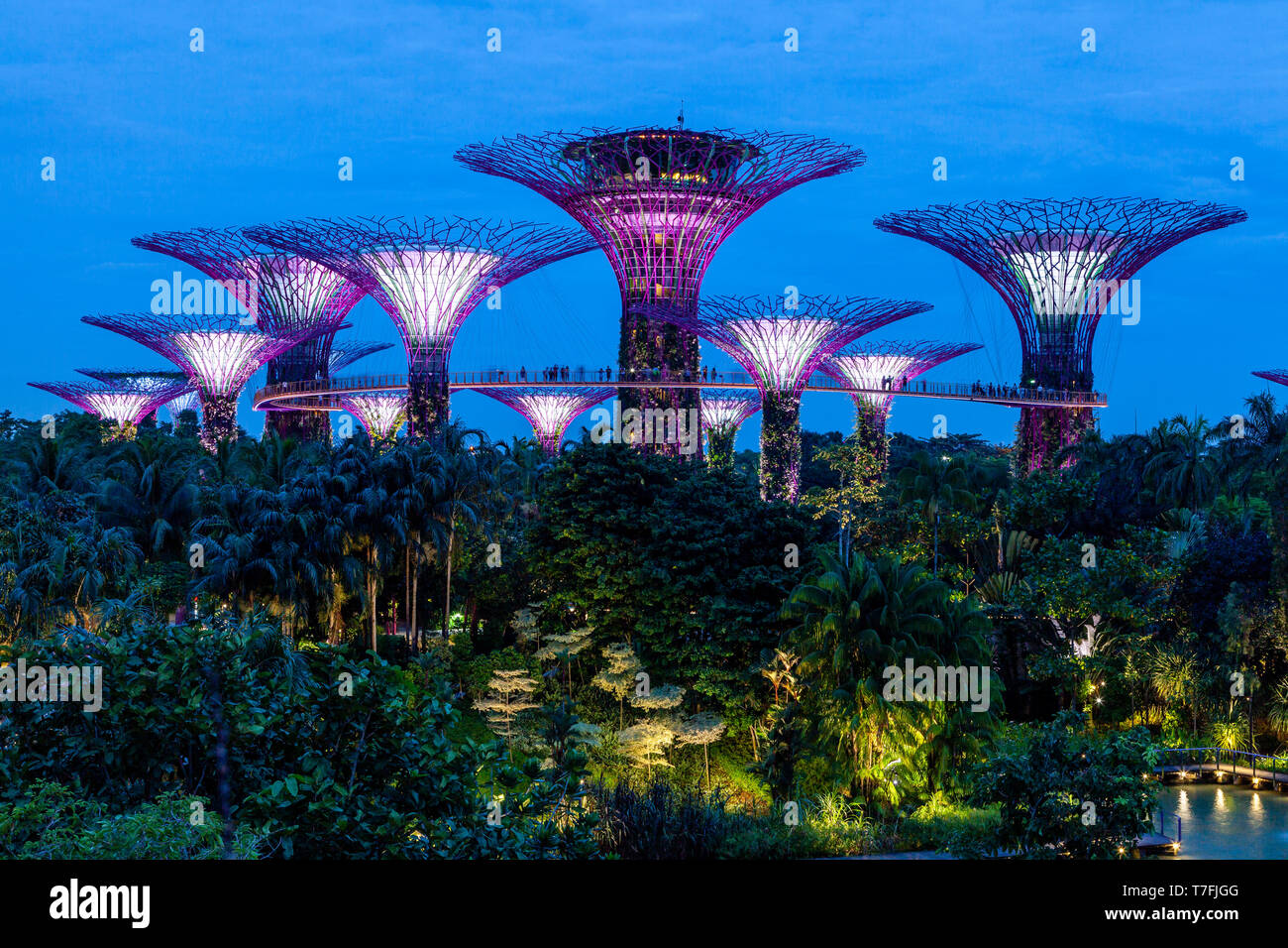 Supertree Grove au Gardens By The Bay Nature Park, à Singapour, en Asie du sud-est Banque D'Images