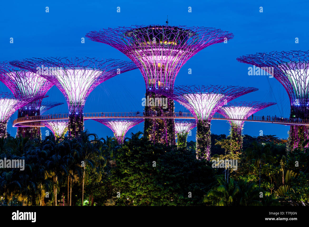 Supertree Grove au Gardens By The Bay Nature Park, à Singapour, en Asie du sud-est Banque D'Images