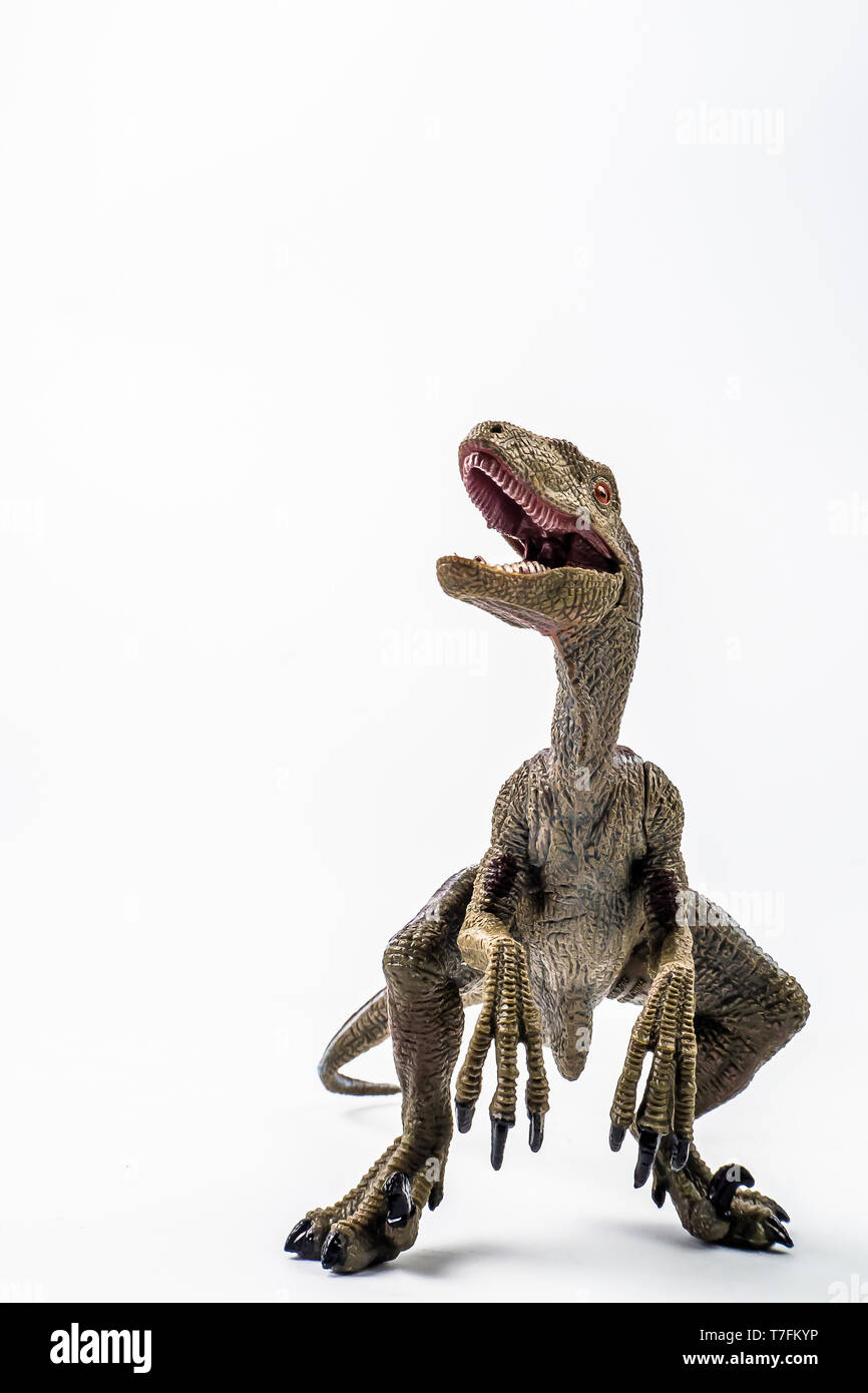 , Dinosaure Velociraptor sur fond blanc . Banque D'Images
