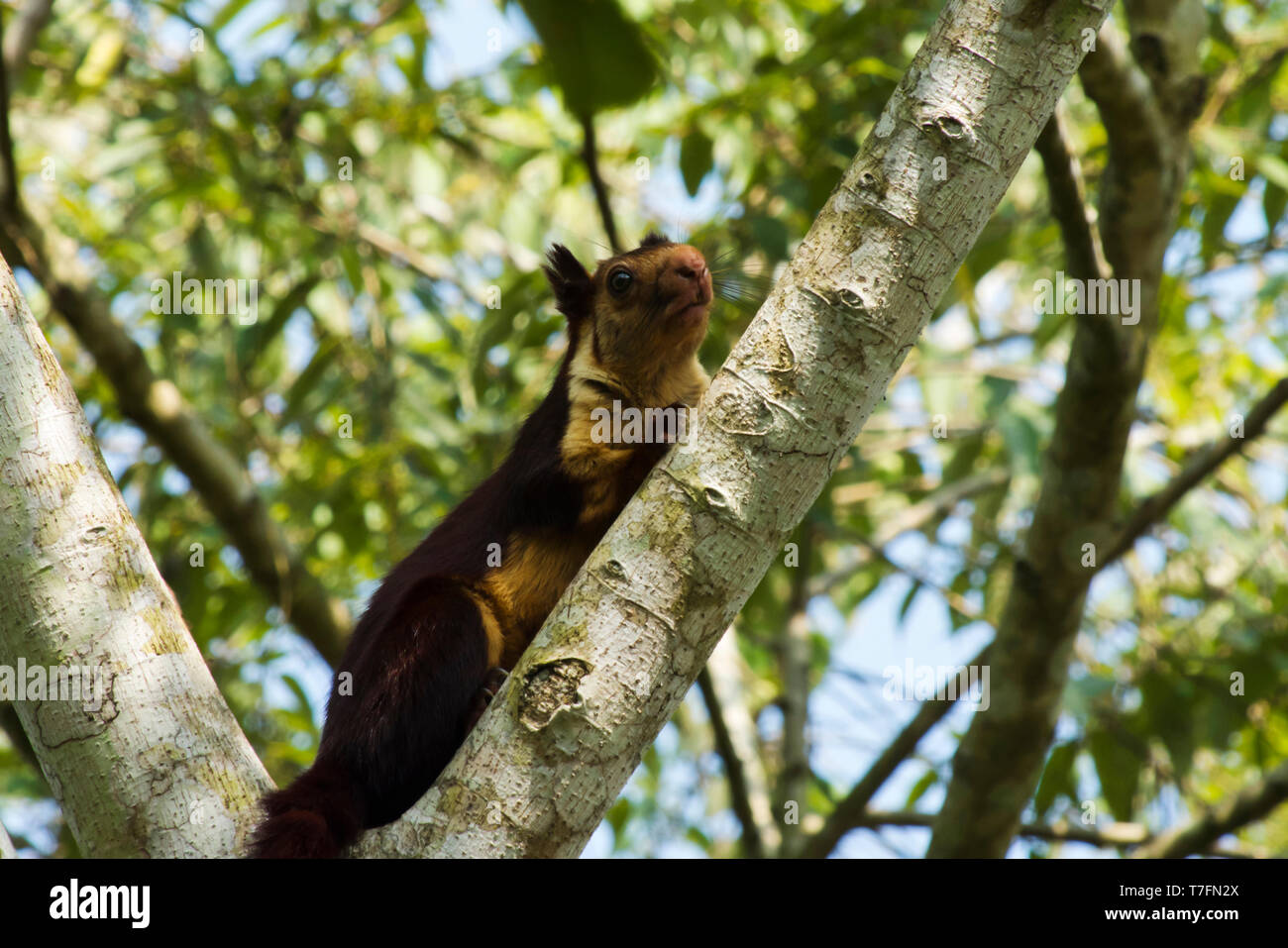 Écureuil géant indien Malabar ou écureuil géant, Ratufa indica, Parc National de Dandeli, Karnataka, Dandeli. Banque D'Images