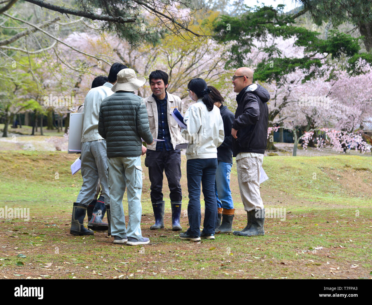 Nara, Japon - Apr 10, 2019. Personnes visitent cherry blossom park à Nara, au Japon. Nara est l'ancienne capitale du Japon, avec beaucoup d'héritages. Banque D'Images