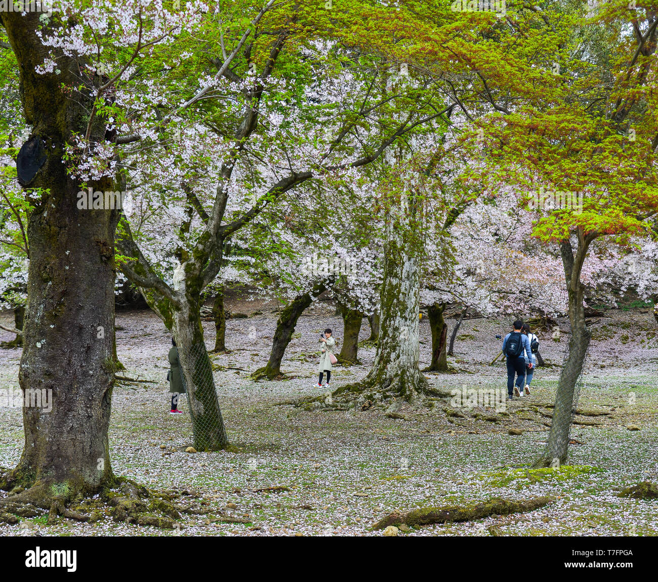 Nara, Japon - Apr 10, 2019. Personnes visitent cherry blossom park à Nara, au Japon. Nara est l'ancienne capitale du Japon, avec beaucoup d'héritages. Banque D'Images