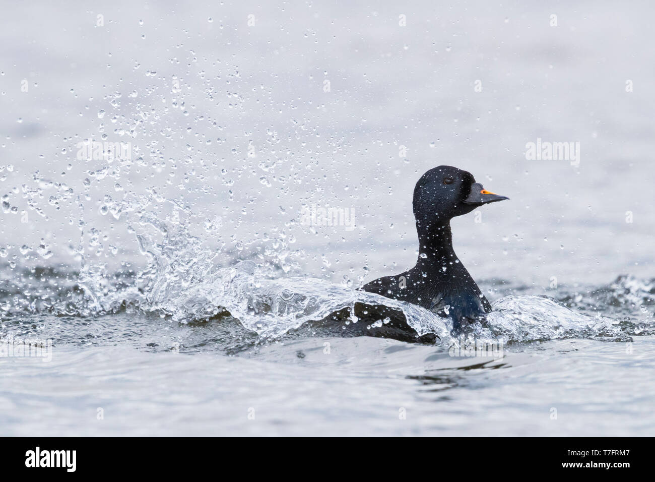 Macreuse noire (Melanitta nigra), mâle adulte, la natation dans un lac Banque D'Images