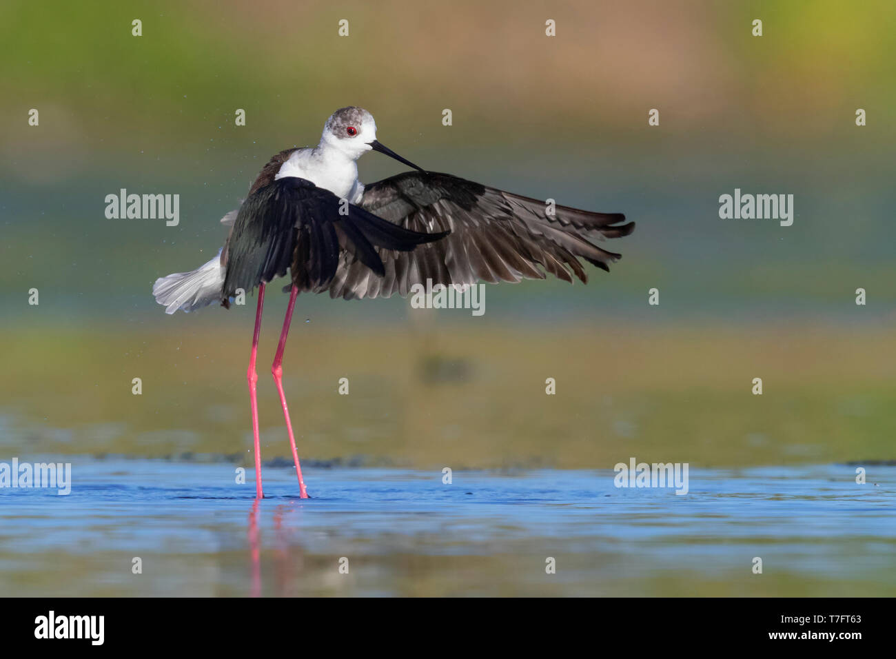 Black-winged Stilt (Himantopus himantopus), des profils de décoller de l'eau Banque D'Images