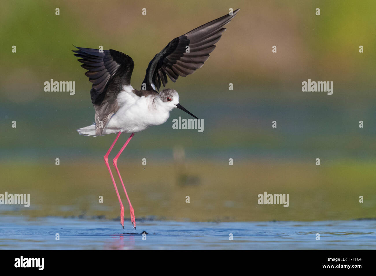 Black-winged Stilt (Himantopus himantopus), des profils de décoller de l'eau Banque D'Images
