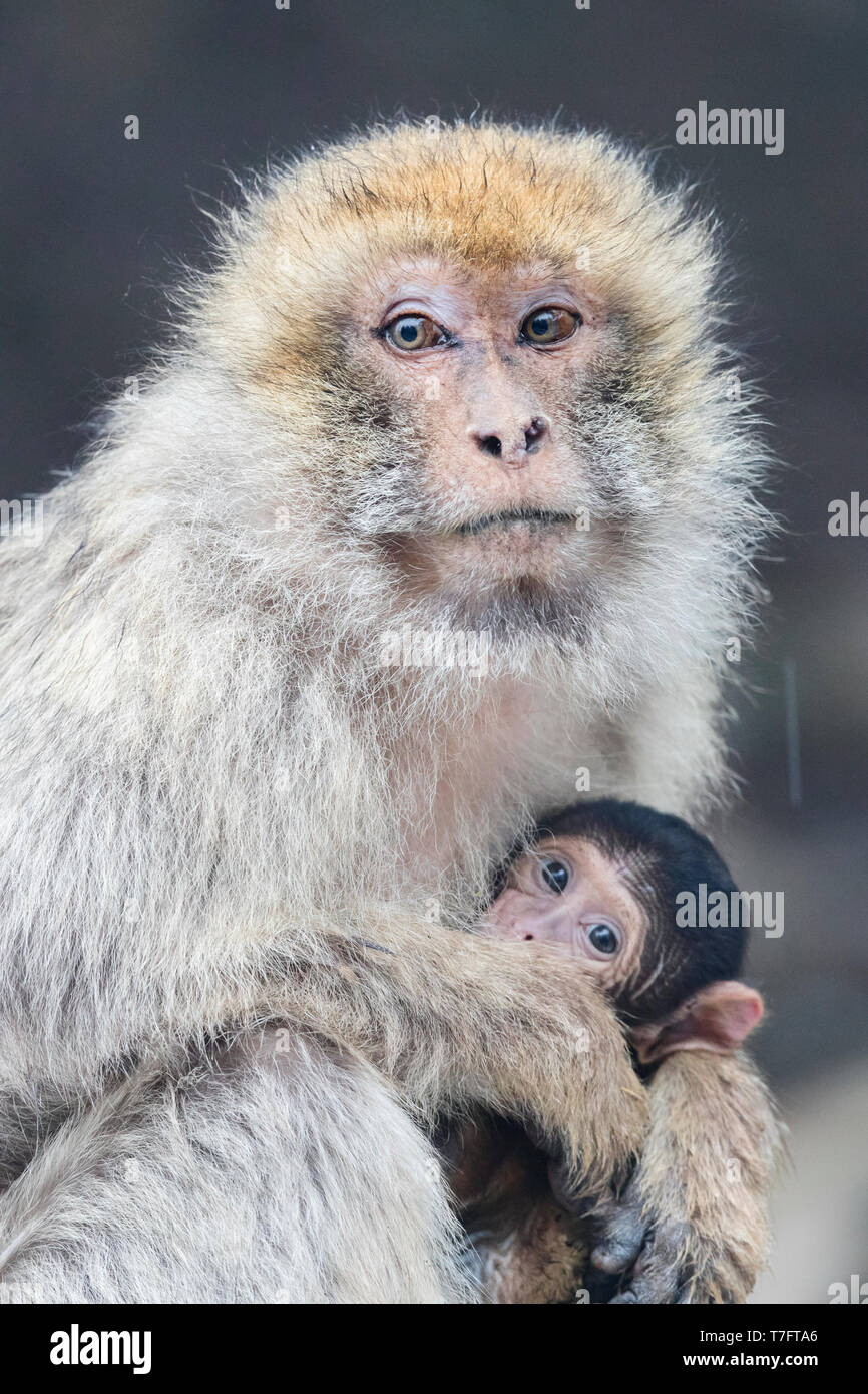 Macaque de Barbarie (Macaca sylvanus), femelle adulte avec un cub Banque D'Images