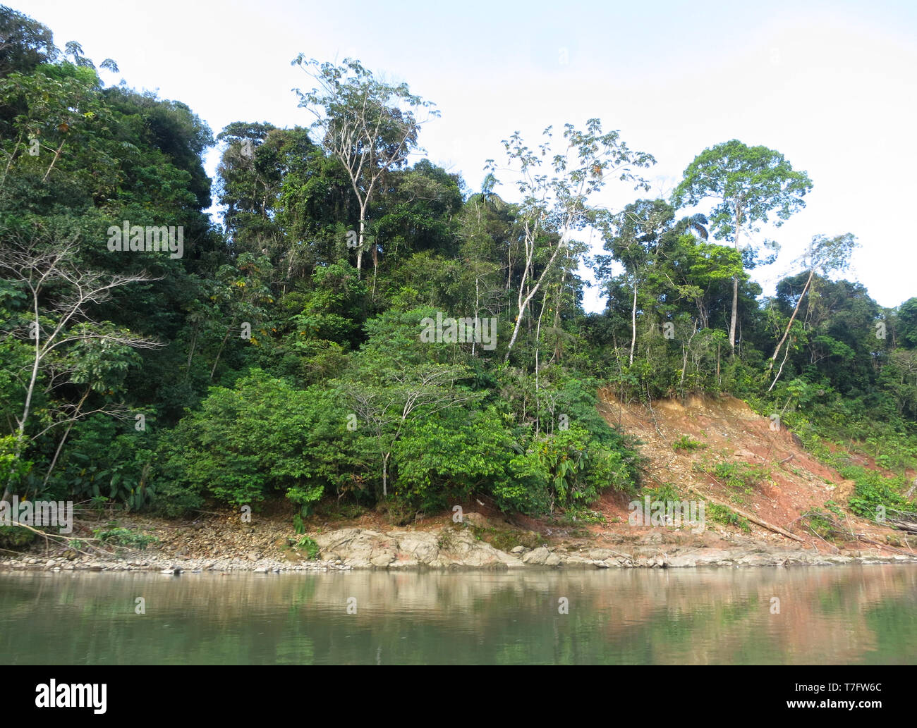 Banques de rivières boisées le long de la rivière Alto Madre de Dios en basse forêt amazonienne en département de Madre de Dios au Pérou. Banque D'Images