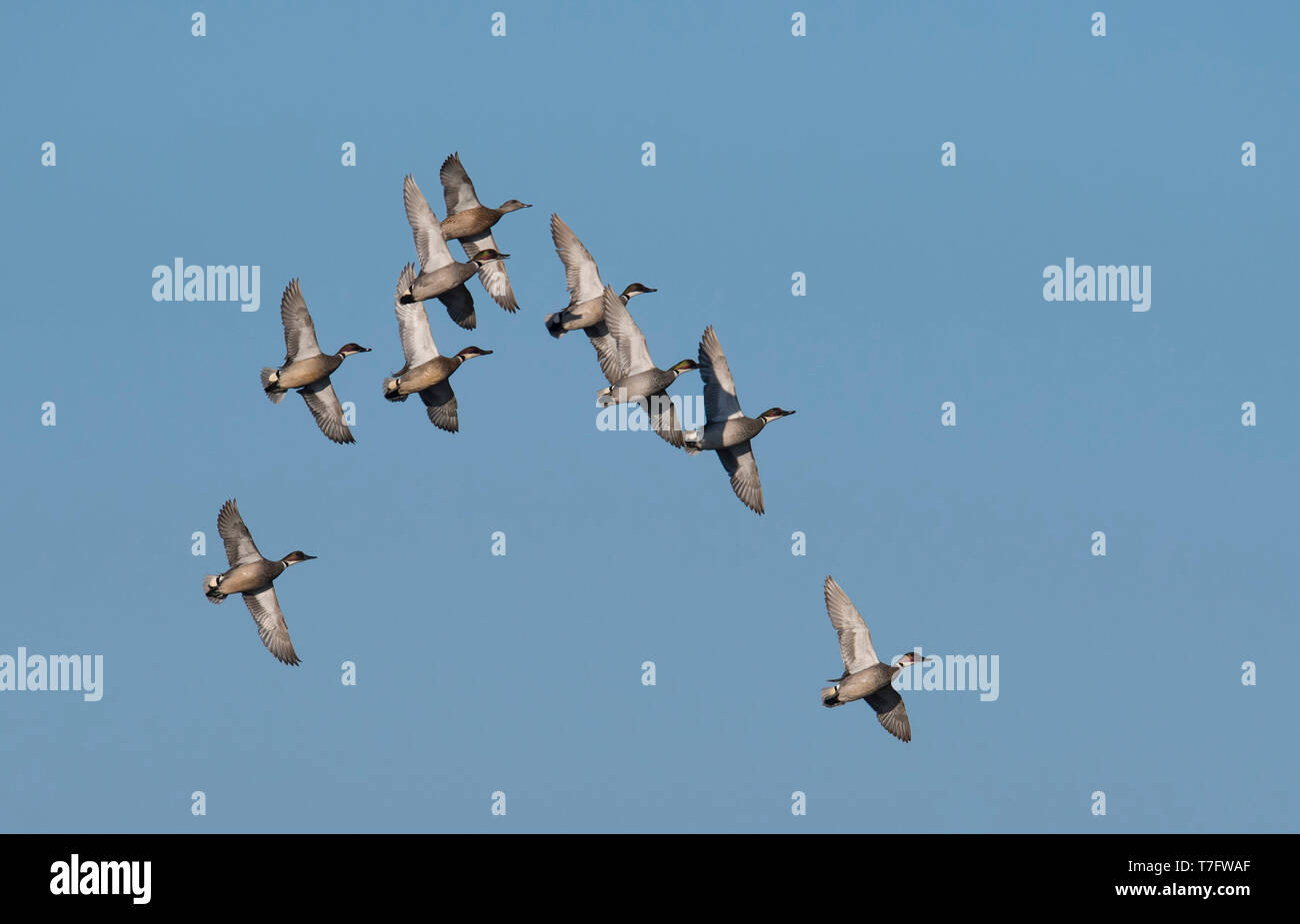 Un troupeau de canards (Falcated Mareca falcata) en vol (hommes et une femme), voir ci-dessous. La Mongolie Banque D'Images