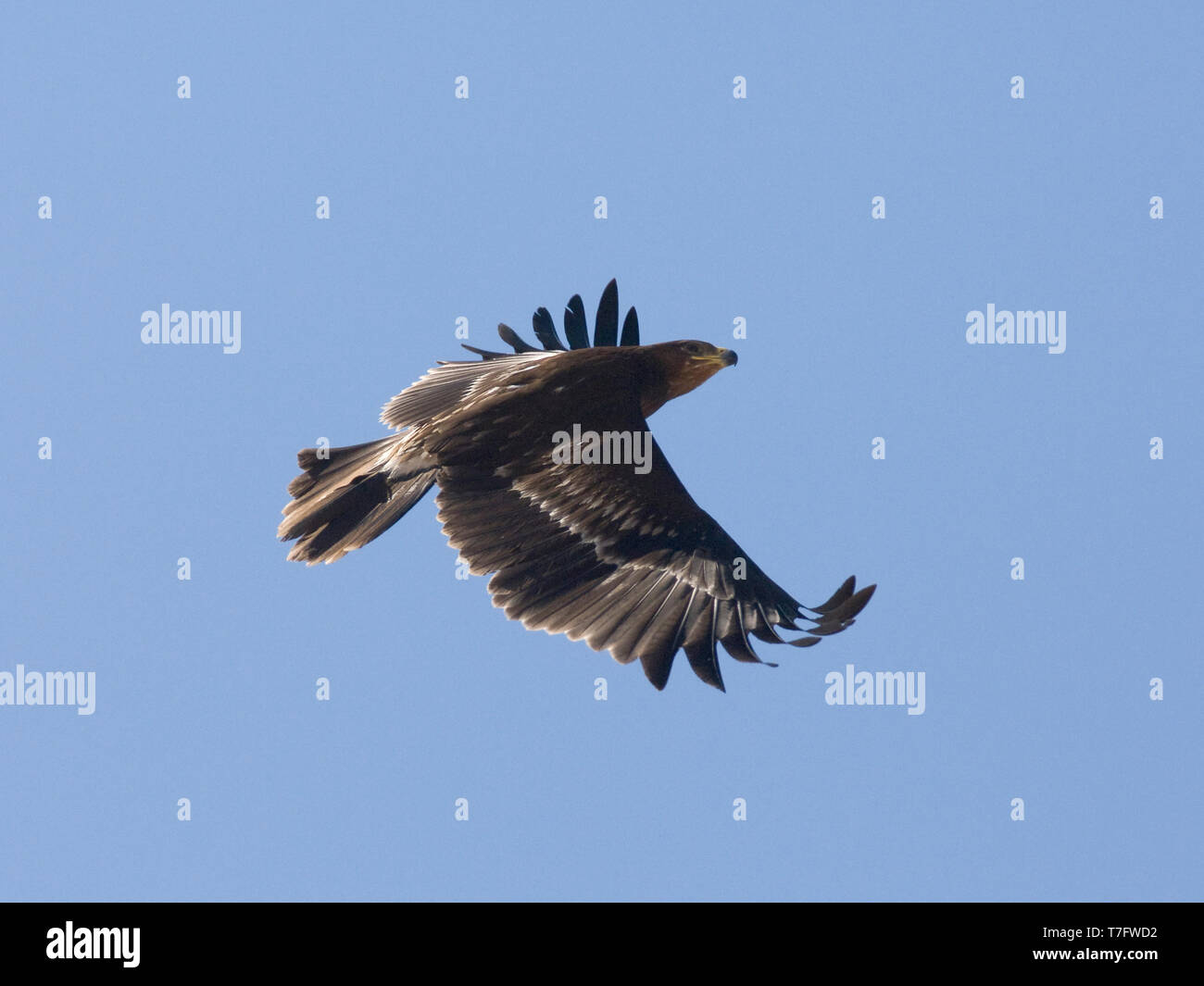 Plus d'hiver première Spotted Eagle (Clanga clanga) en vol, la photo montre la vue du dessus des ailes contre le ciel bleu. Oman Banque D'Images