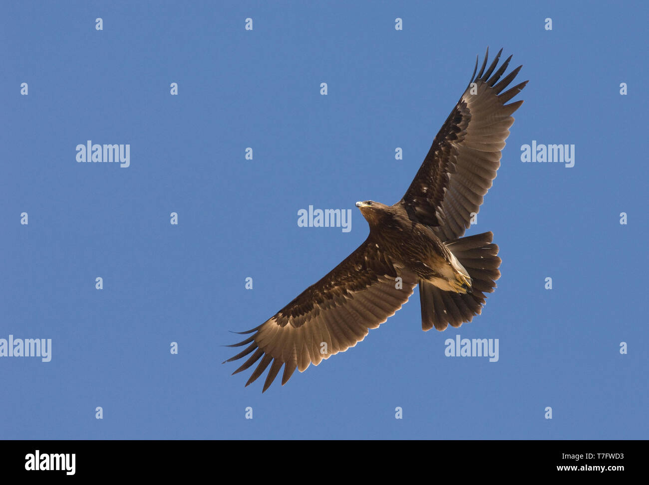 Plus immatures Spotted Eagle (Clanga clanga) en vol, photo ci-contre le ciel bleu. Oman Banque D'Images