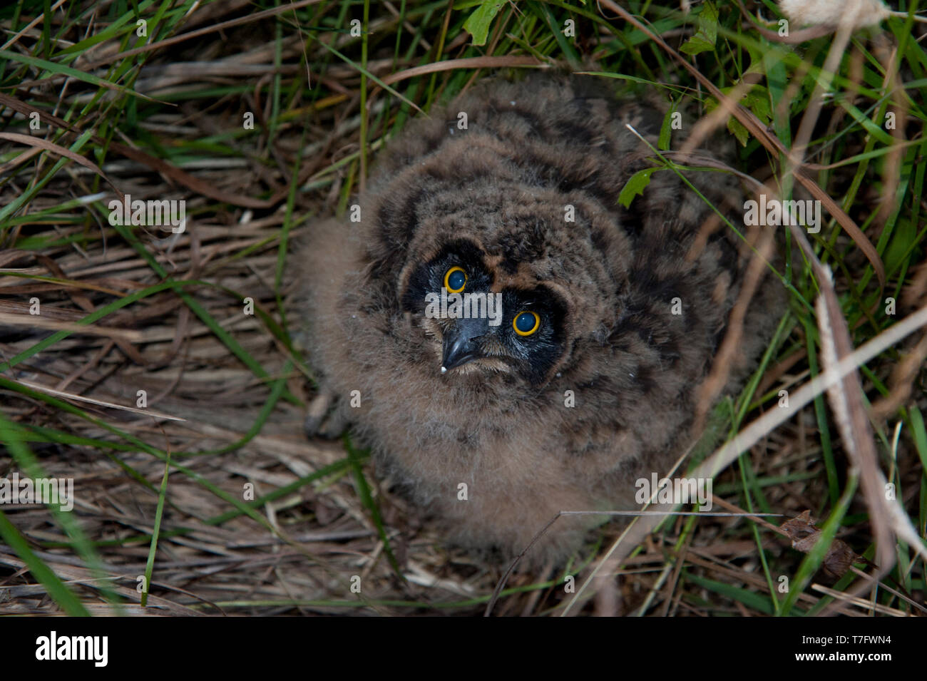 Un poussin duveteux le hibou des marais (Asio flammeus) hinibg dans l'herbe près de son nid en Finlande. Banque D'Images