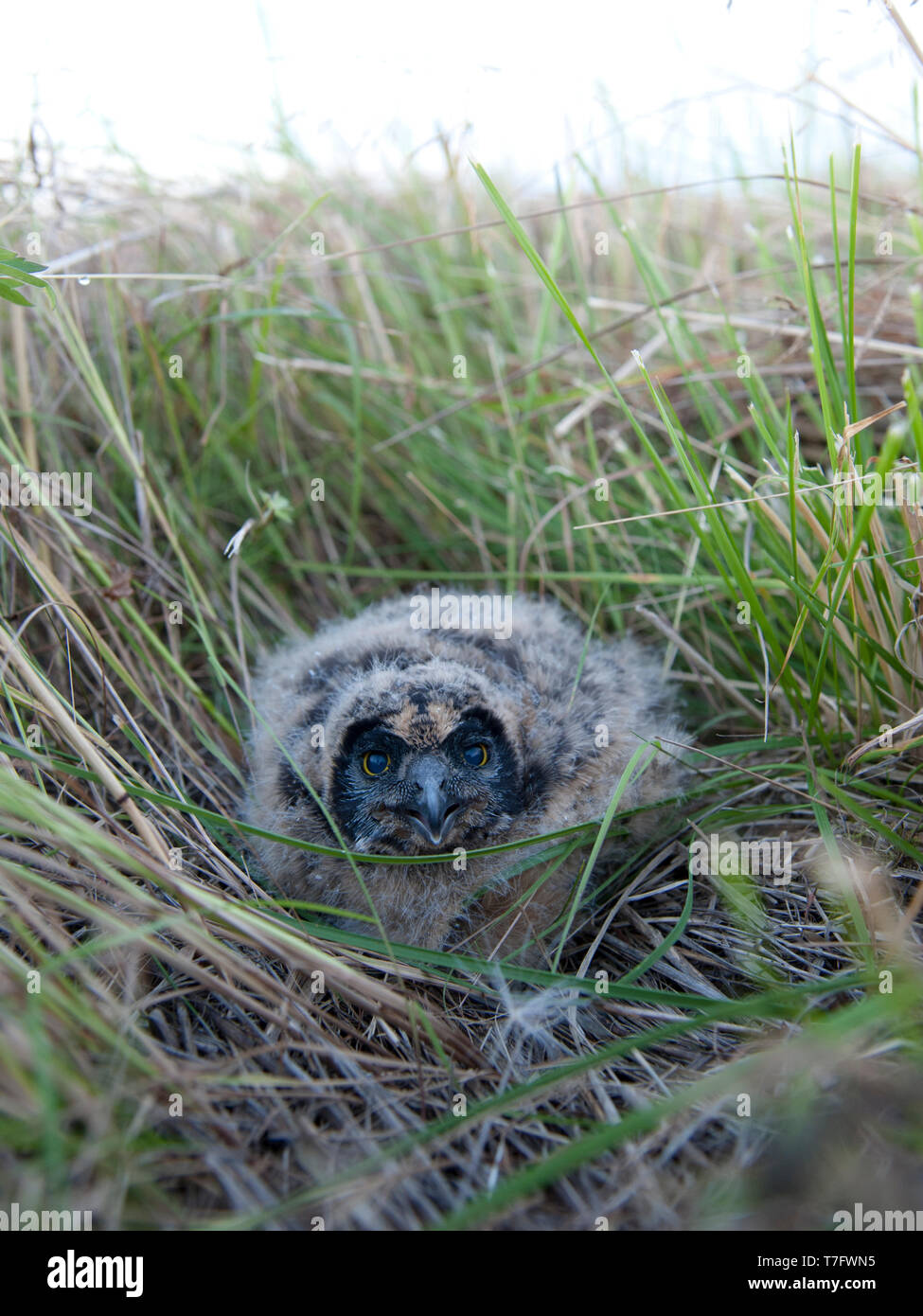 Un poussin duveteux le hibou des marais (Asio flammeus) hinibg dans l'herbe près de son nid en Finlande. Banque D'Images