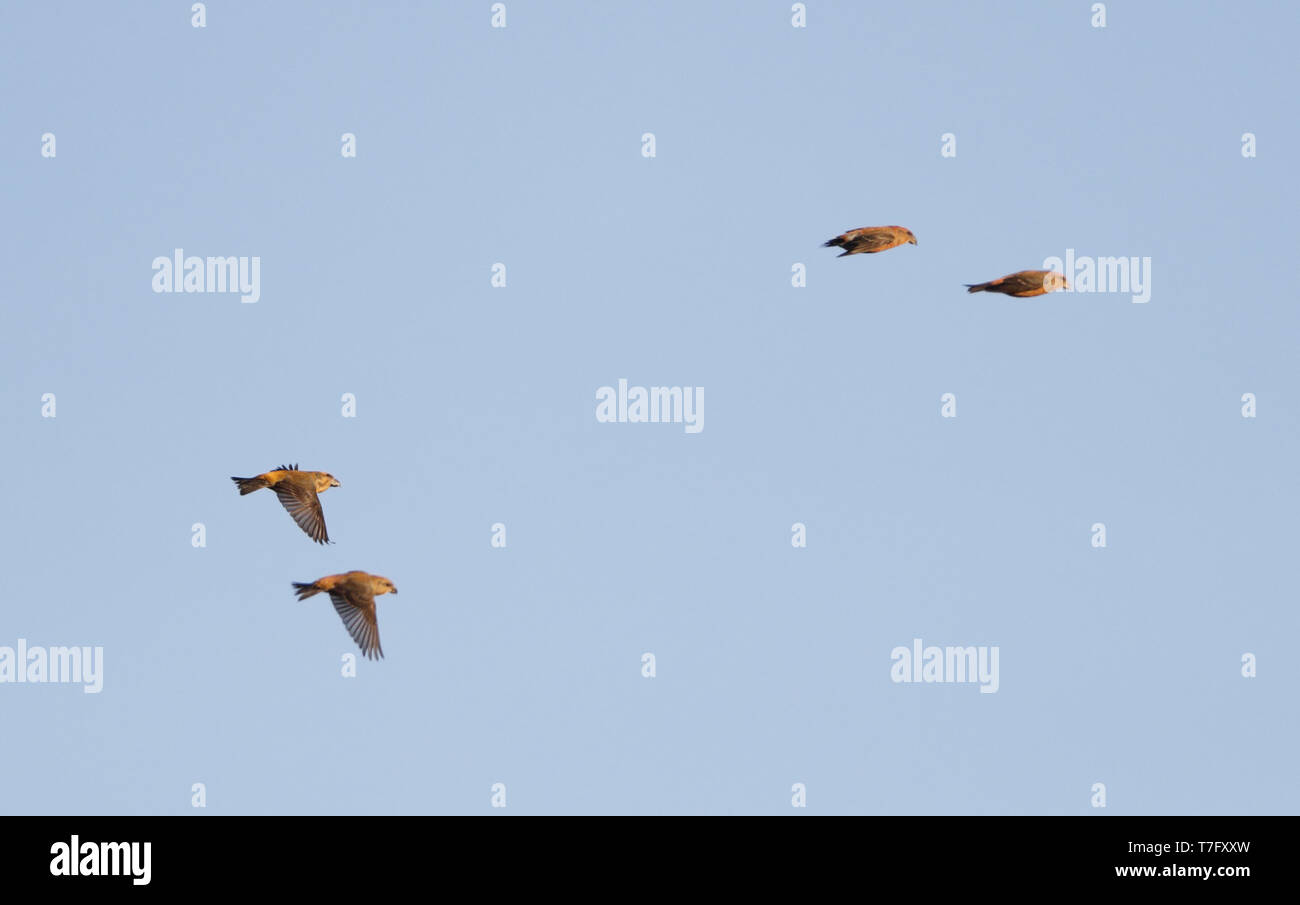 Plusieurs sapins (Loxia pytyopsittacus Parrot) migrer au cours Melby au Danemark. Banque D'Images