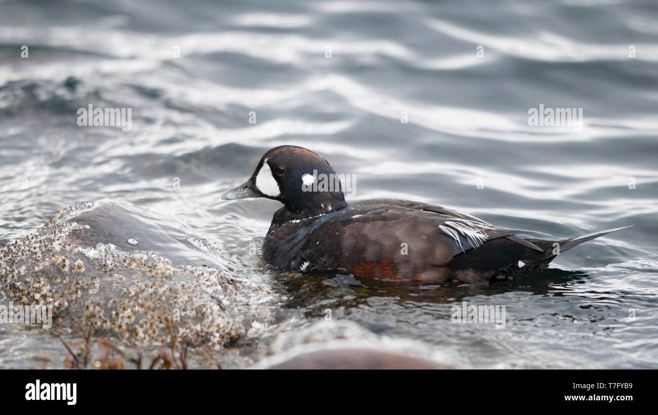 Un mâle Canard arlequin (Histrionicus histrionicus) en plumage ecplise natation. La Norvège Banque D'Images