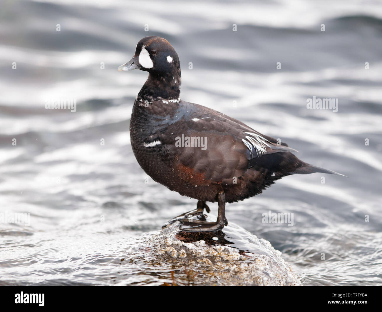 Un mâle Canard arlequin (Histrionicus histrionicus) dans ecplise plumage. La Norvège Banque D'Images