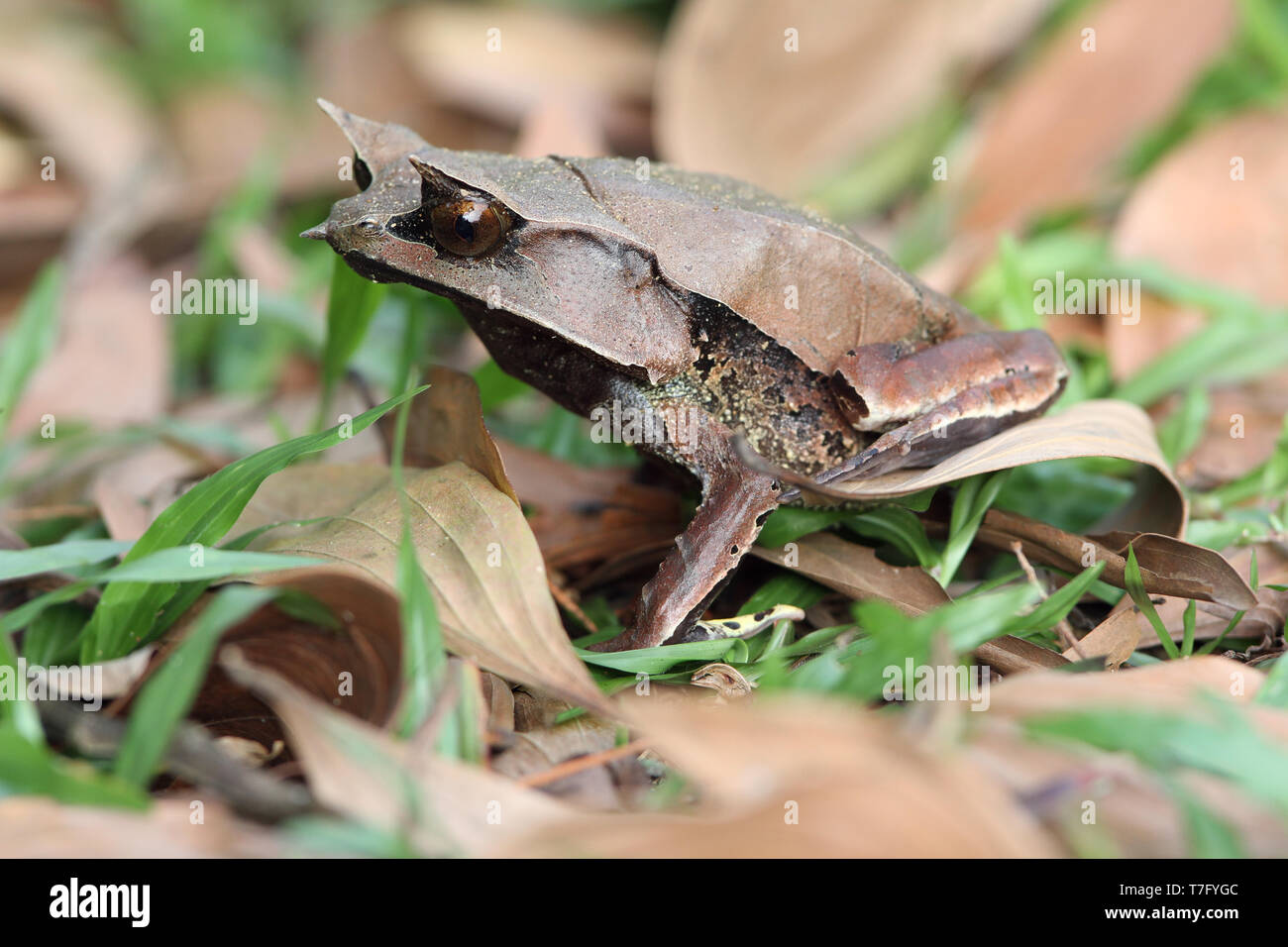 La grenouille cornue bec long (Megophrys nasuta), aussi savoir et Malaysian Horned Frog (ou feuille de Malaisie grenouille) est une espèce de grenouille limitée à l'rainfores Banque D'Images