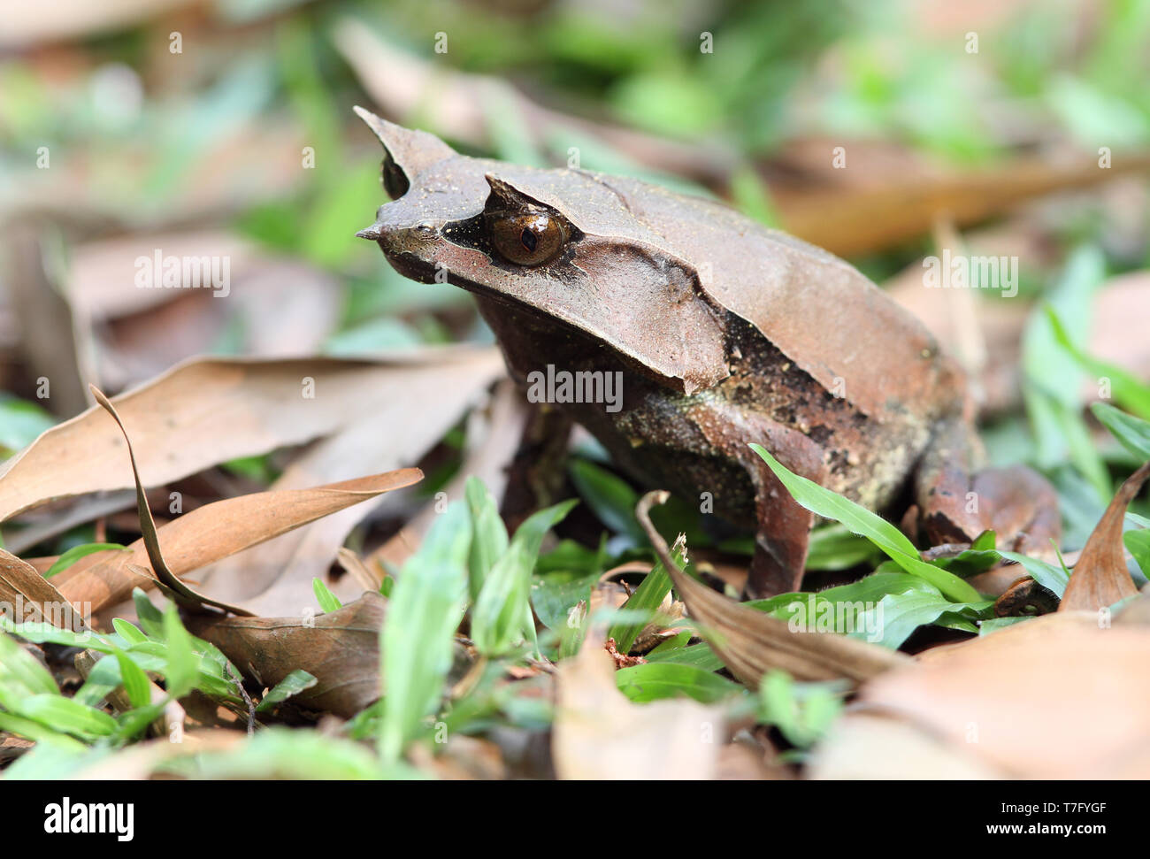La grenouille cornue bec long (Megophrys nasuta), aussi savoir et Malaysian Horned Frog (ou feuille de Malaisie grenouille) est une espèce de grenouille limitée à l'rainfores Banque D'Images