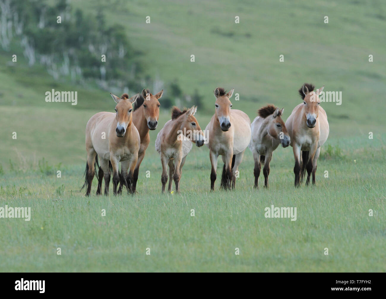 Chevaux de Przewalski (Equus przewalskii) dans le Parc National de Khustain Nuruu, la Mongolie. Une fois éteint à l'état sauvage, maintenant rétabli. Banque D'Images