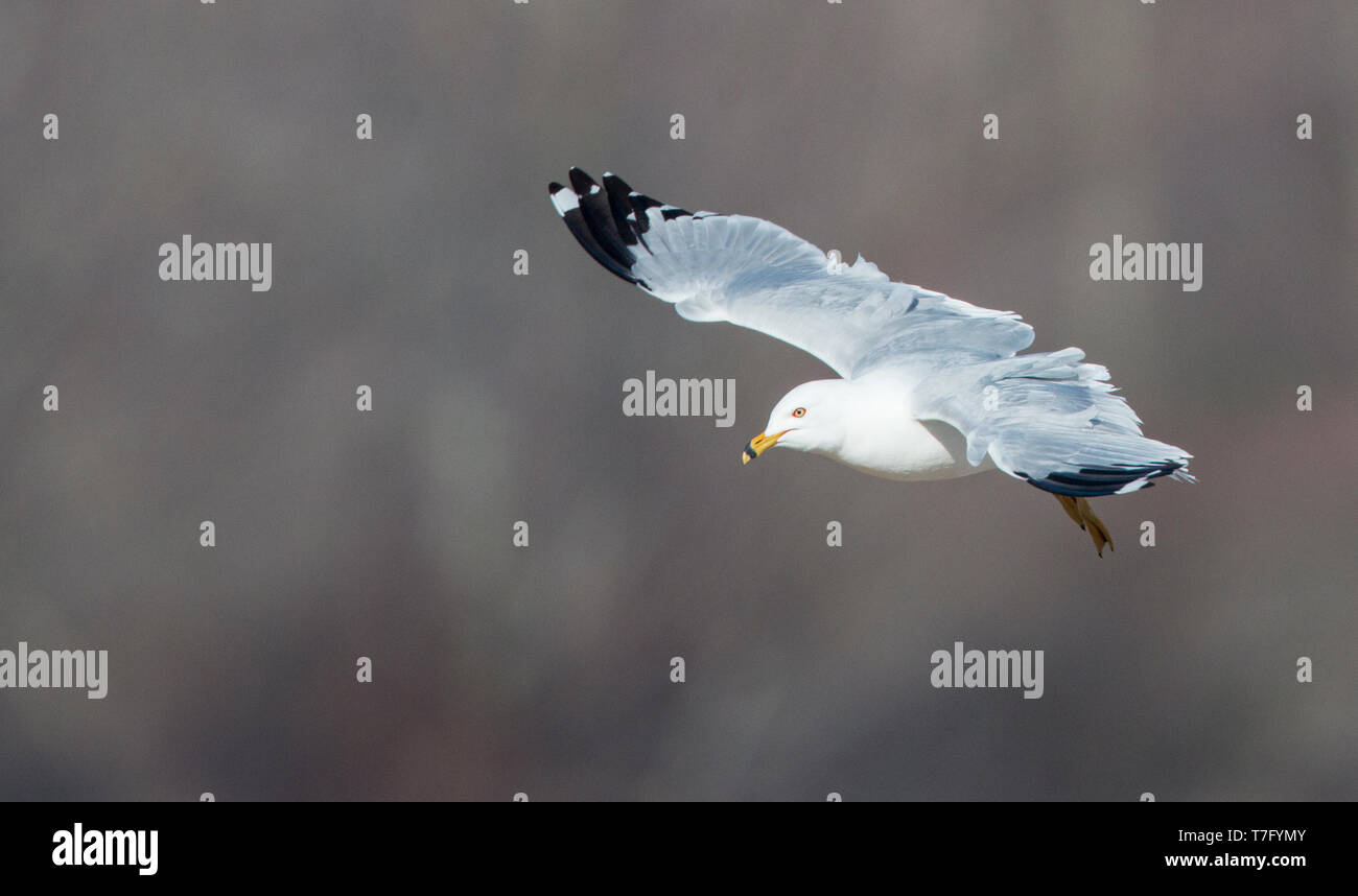Des profils ring-billed Gull (Larus delawarensis) en vol, vu de dessus, dans les États-Unis. Banque D'Images