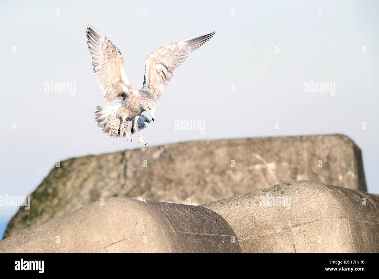Deuxième-hiver European Herring Gull (Larus argentatus) au cours de l'hiver à Ijmuiden aux Pays-Bas. L'atterrissage sur la structure de défense côtière. Banque D'Images