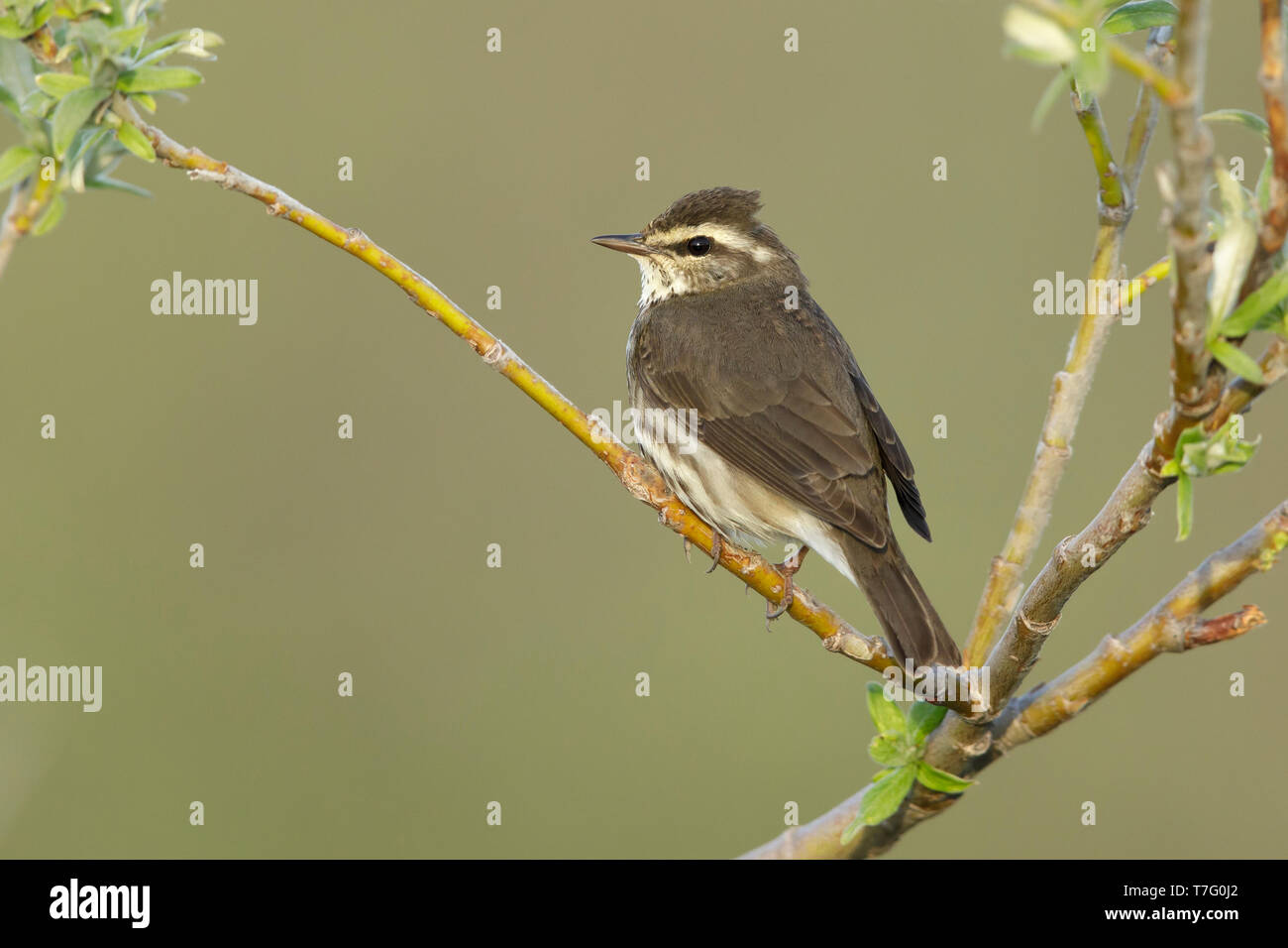 Paruline des adultes (Parkesia noveboracensis) perché dans les petits bush sur la toundra sur la péninsule de Seward, Alaska, USA en juin. Banque D'Images