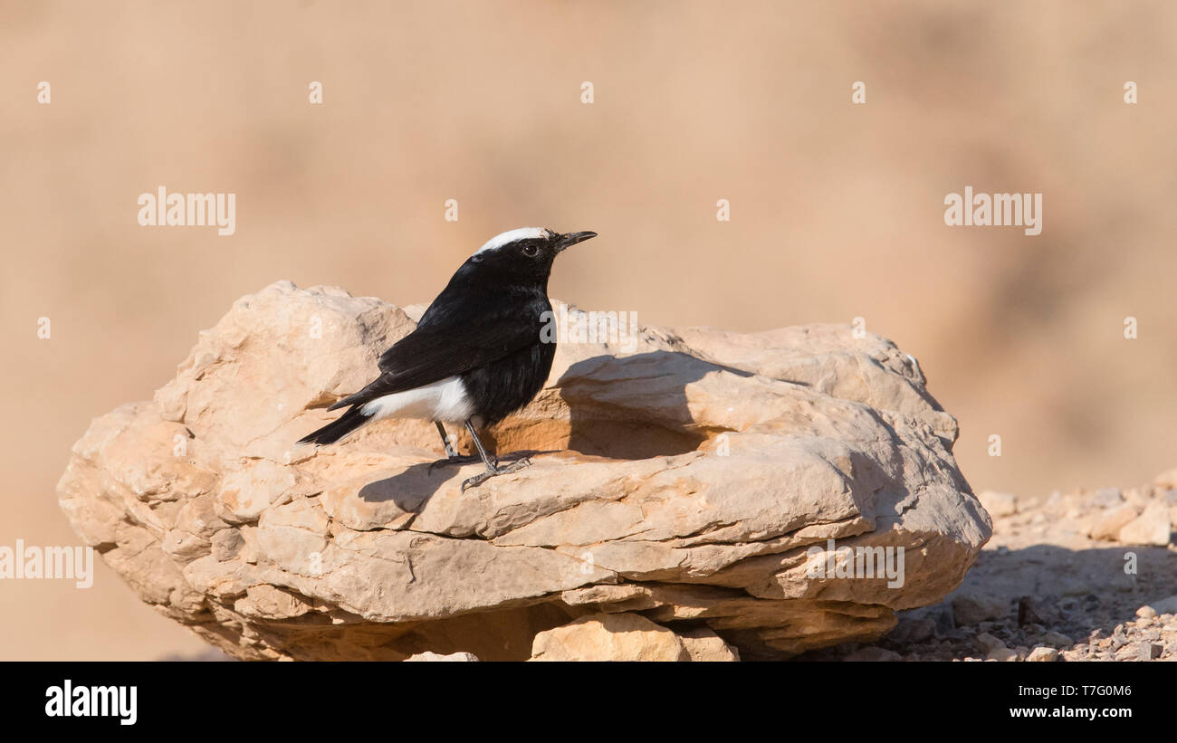 Vue latérale d'une blanche adultes Traquet motteux (Oenanthe leucopyga) sur un rocher. Israël Banque D'Images