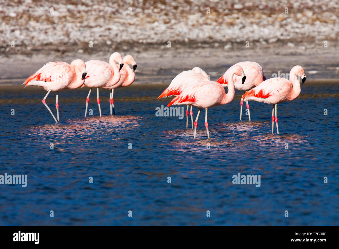 Troupeau de Chilean Flamingo Phoenicopterus chilensis() reposant à Salt Lake dans le Parc National des Torres del Paine (Chili). Banque D'Images