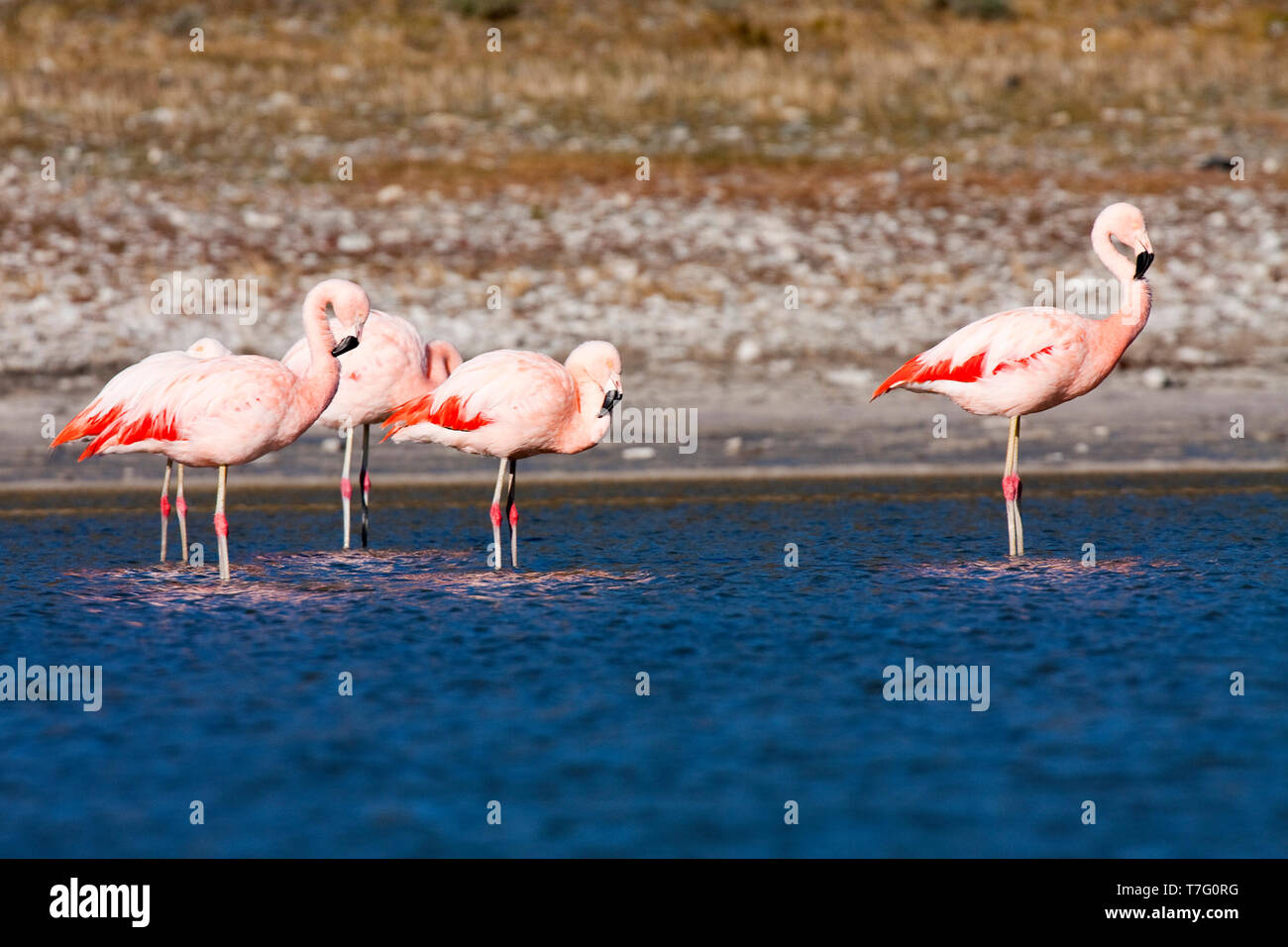 Troupeau de Chilean Flamingo Phoenicopterus chilensis() reposant à Salt Lake dans le Parc National des Torres del Paine (Chili). Banque D'Images