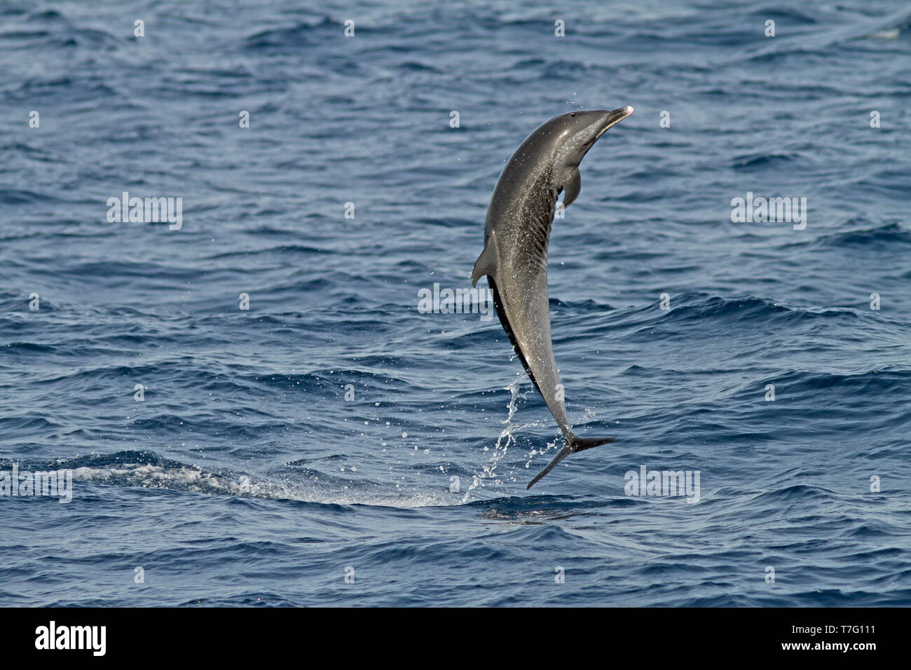 Dauphin tacheté pantropical (Stenella attenuata) sautant de l'eau Banque D'Images