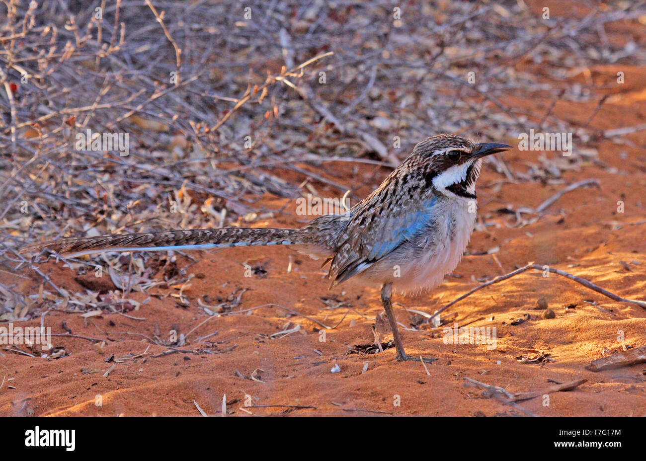 Rouleau au sol à longue queue (Uratelornis chimaera) debout sur le terrain en Forêt épineuse sur la côte ouest de Madagascar, Banque D'Images