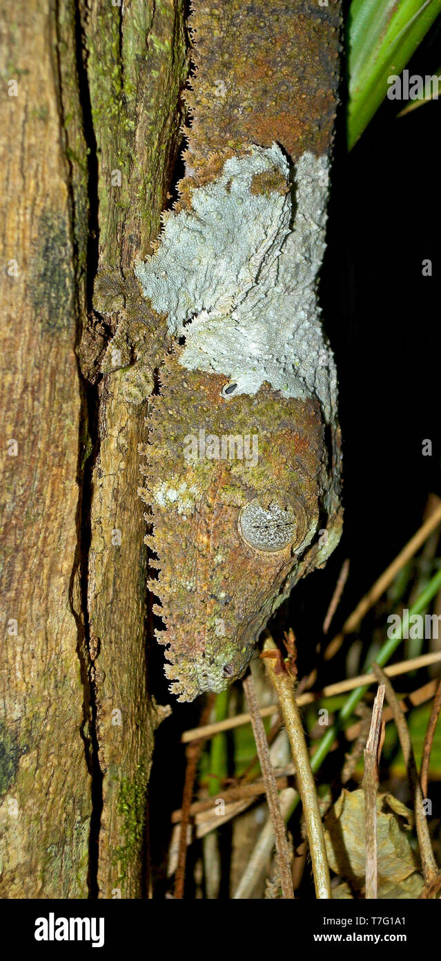 Gecko à queue de feuille moussus (Uroplatus sikorae), également connu sous le nom de sud de télévision à tail gecko. Son nom fait référence à la mossy-comme motifs de camouflage et de couleurs Banque D'Images