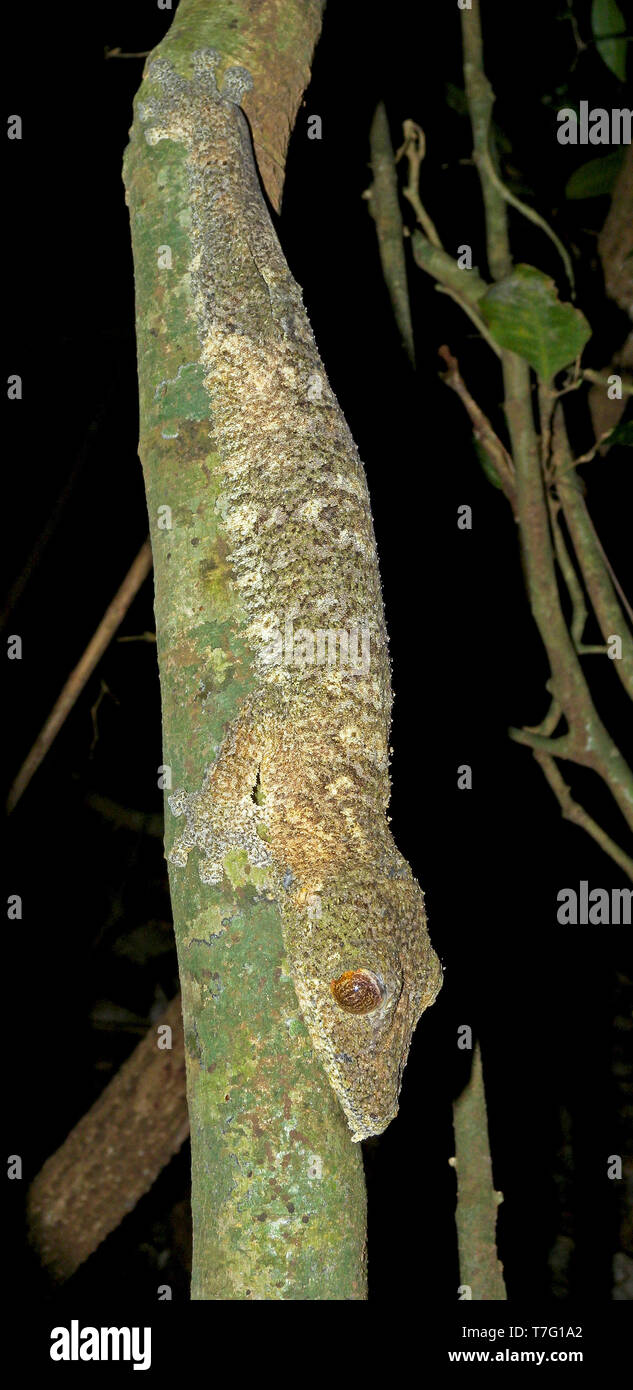 Gecko à queue de feuille moussus (Uroplatus sikorae), également connu sous le nom de sud de télévision à tail gecko. Son nom fait référence à la mossy-comme motifs de camouflage et de couleurs Banque D'Images