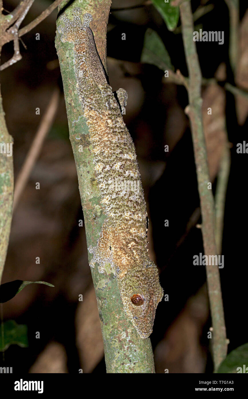 Gecko à queue de feuille moussus (Uroplatus sikorae), également connu sous le nom de sud de télévision à tail gecko. Son nom fait référence à la mossy-comme motifs de camouflage et de couleurs Banque D'Images