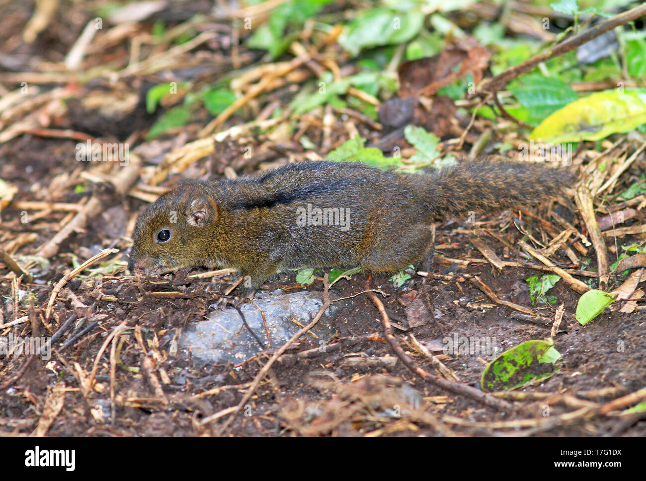 Trois-sol rayé (Pachycephala insignis) dans des forêts tropicales de Sumatra en Indonésie. Banque D'Images