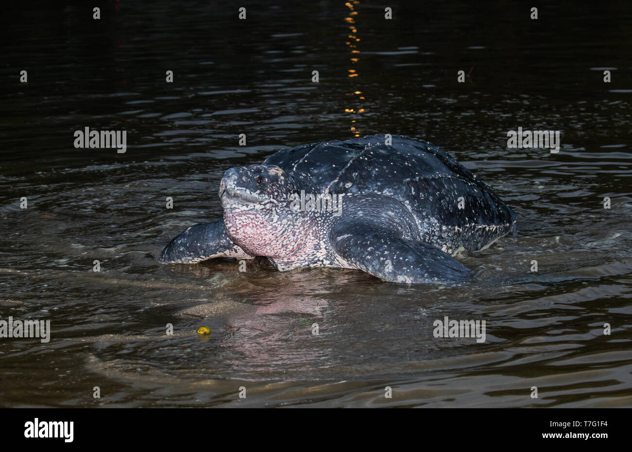 Femelle adulte Tortue luth (Dermochelys coriacea) sur une île dans les Caraïbes. Émergeant de l'océan la nuit pour pondre ses oeufs sur la beac Banque D'Images