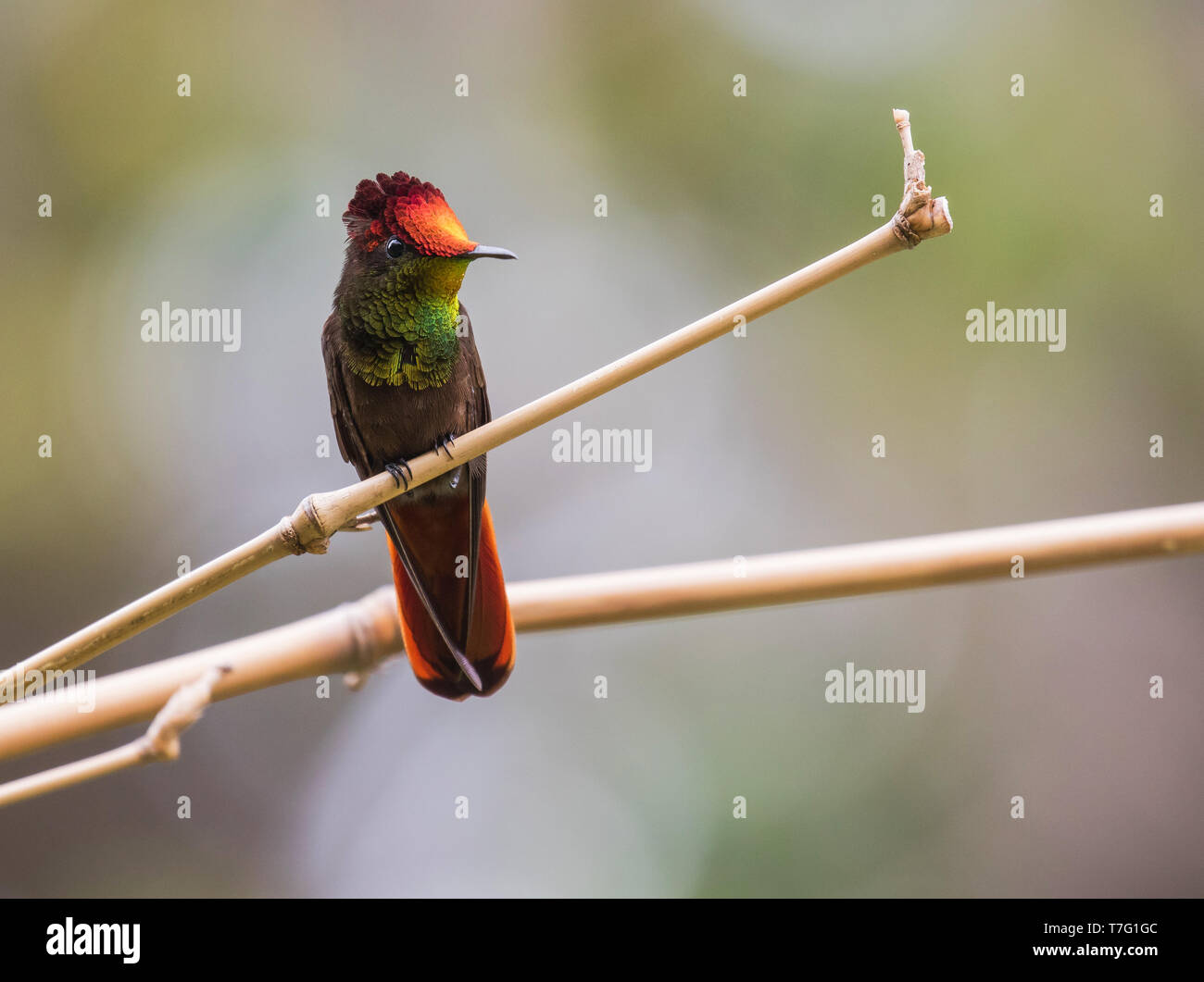 Ruby-Topaz (Chrysolampis mosquitus Hummingbird) également connu sous le nom de Ruby Topaz, perché sur une branche dans la forêt tropicale dans les Caraïbes. Banque D'Images