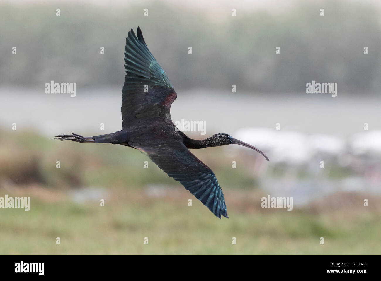 Vue latérale d'un Ibis falcinelle (Plegadis falcinellus) en vol. Oman Banque D'Images