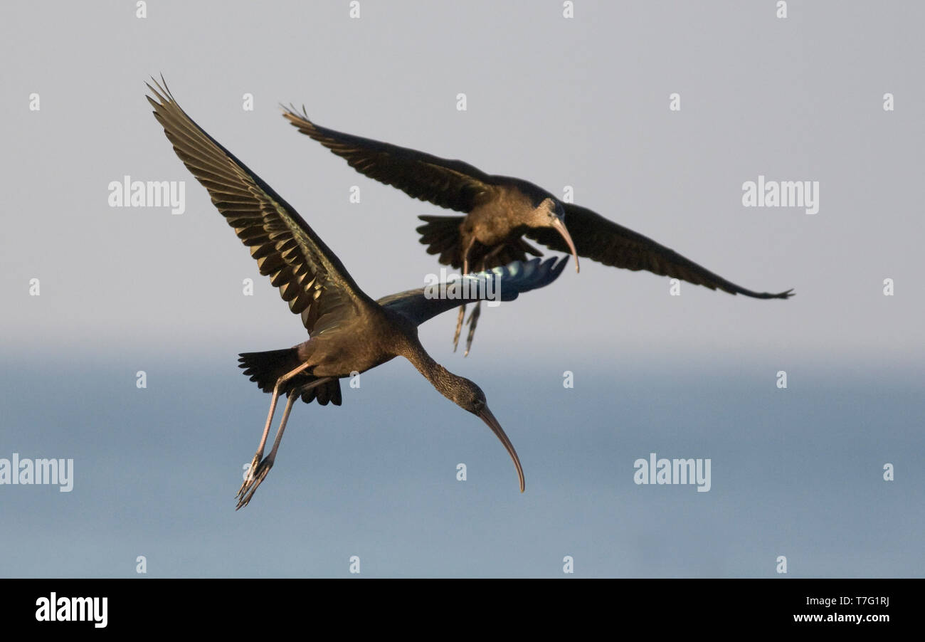 L'Ibis falcinelle (Plegadis falcinellus) l'atterrissage. Oman Banque D'Images