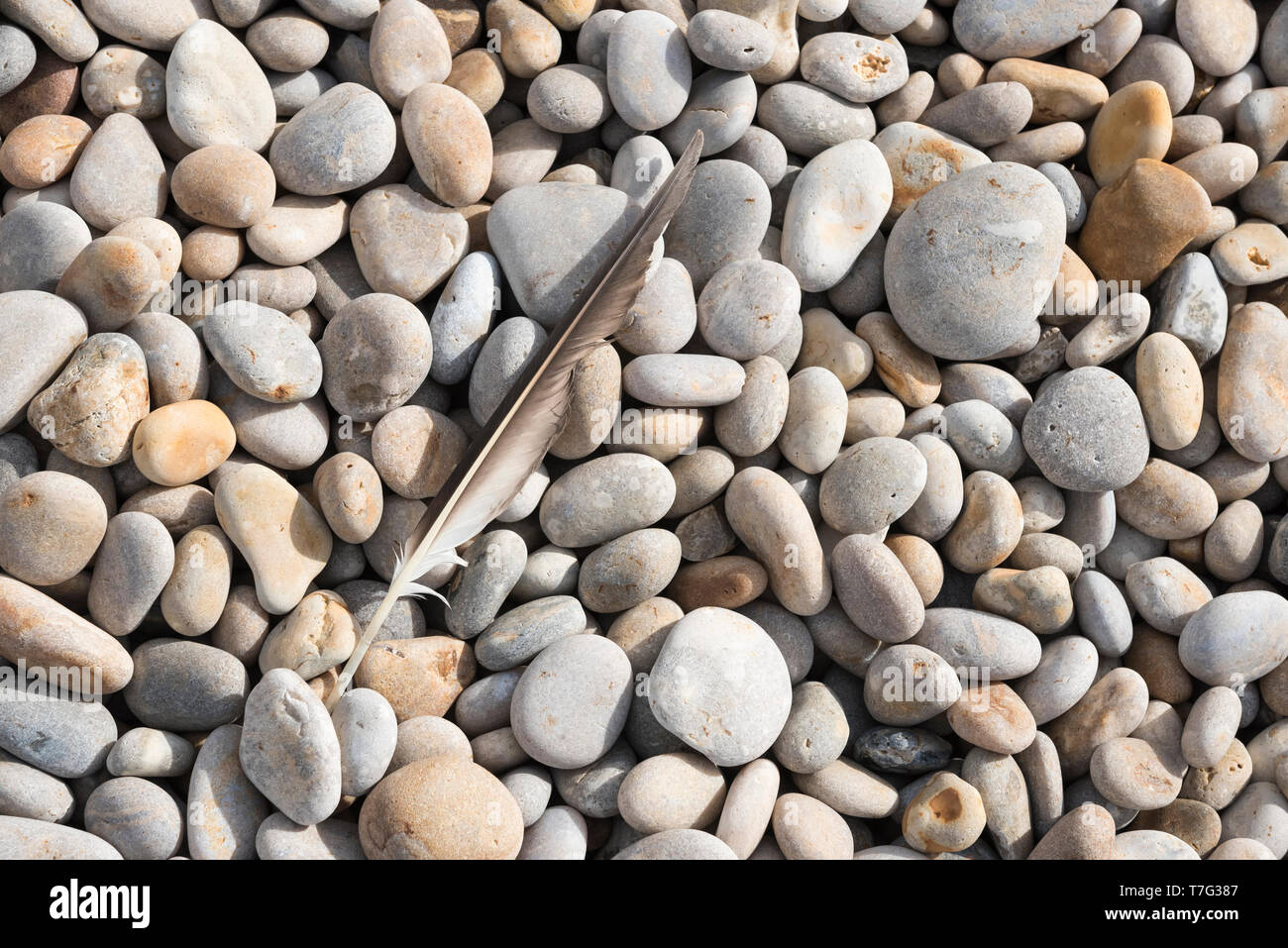 Image conceptuelle d'une plume contre des galets sur la plage Banque D'Images