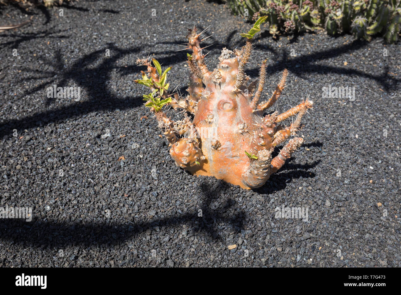 Jardin de cactus, Lanzarote, Espagne Banque D'Images