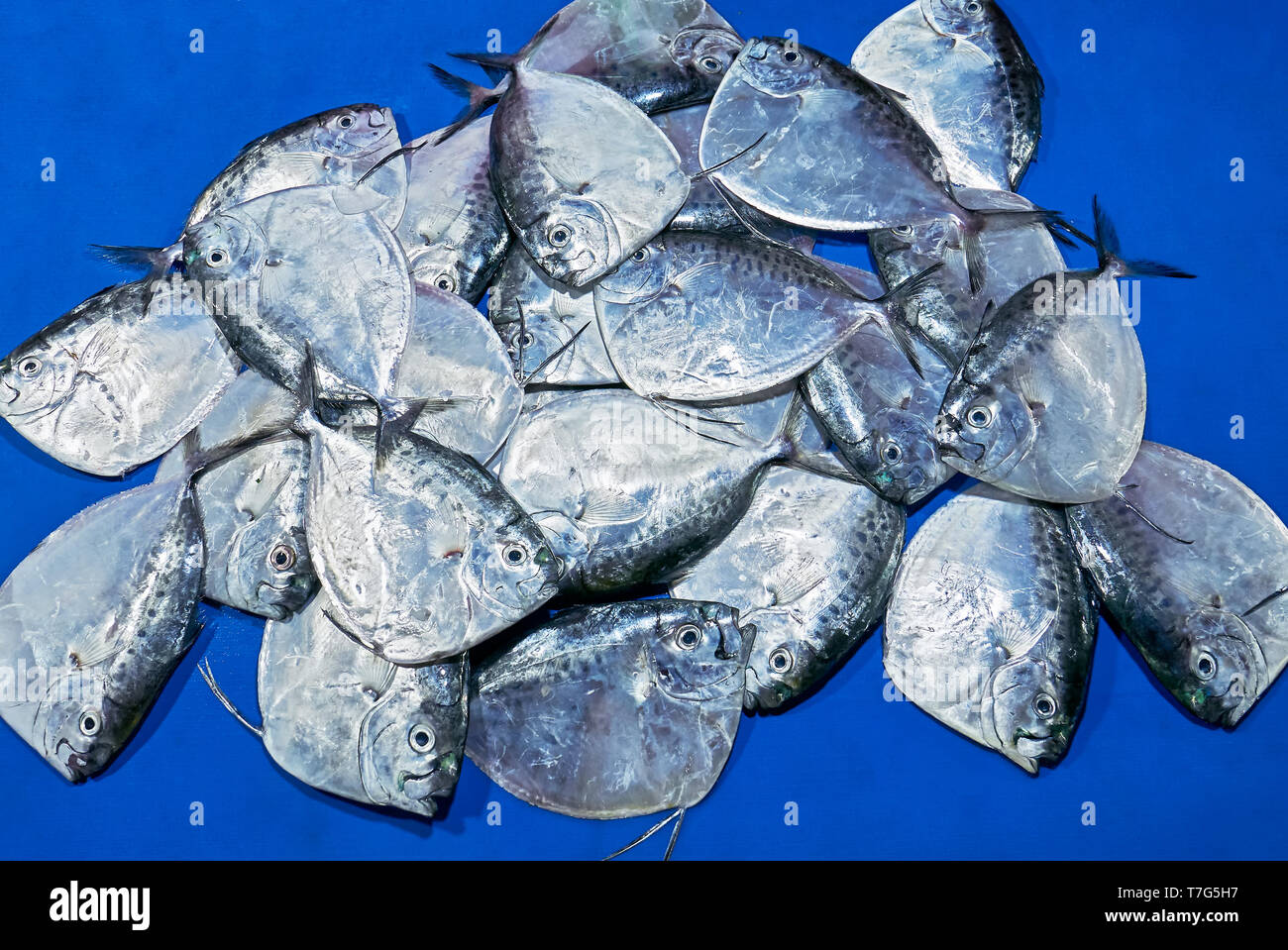 Close-up of plenty Mene Moonfish portant sur une nappe de couleur bleue dans un marché traditionnel. C'est un poisson commun aux Philippines Banque D'Images