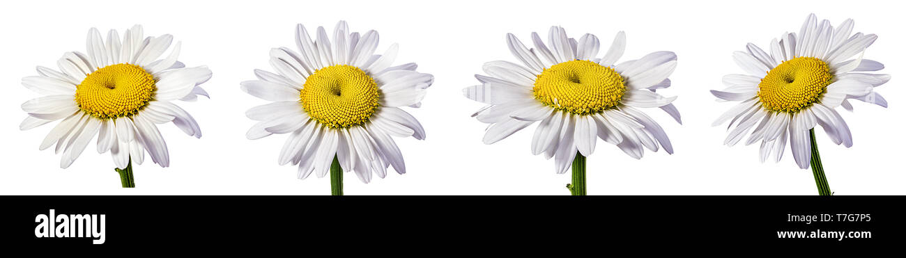 Camomille flower isolated with clipping path Banque D'Images Camomille flower isolated with clipping path Banque D'Images
