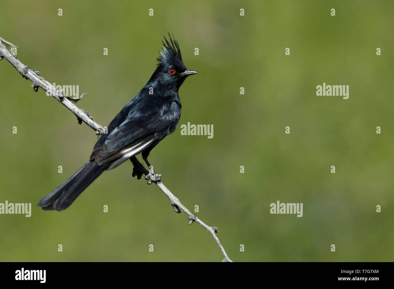 Mâle adulte (Phainopepla nitens Phainopepla) assis sur une branche dans le Comté de Riverside, Californie, USA. Banque D'Images