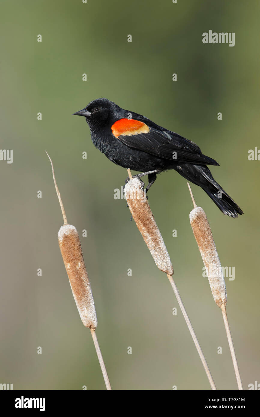 Mâle adulte Carouge à épaulettes (Agelaius phoeniceus) dans un marais dans Kamloops, Colombie-Britannique, Canada. Banque D'Images